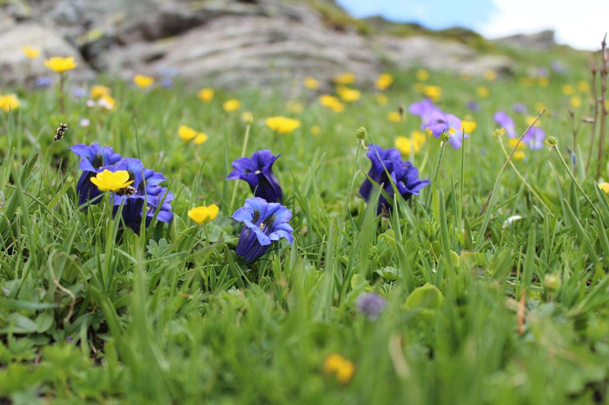 Miravidi A Cervinia 3*
